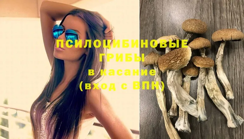 Галлюциногенные грибы Psilocybe  Кызыл 